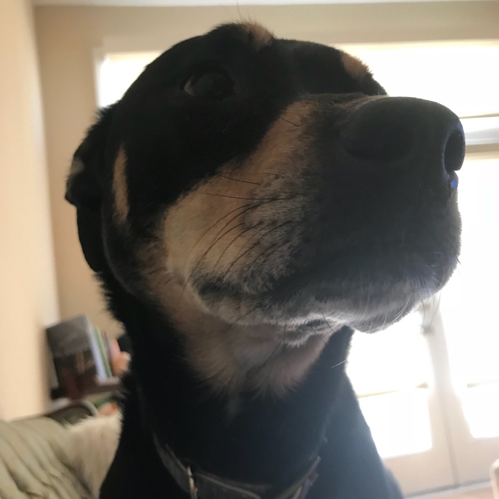 Meet your Posher, Willie